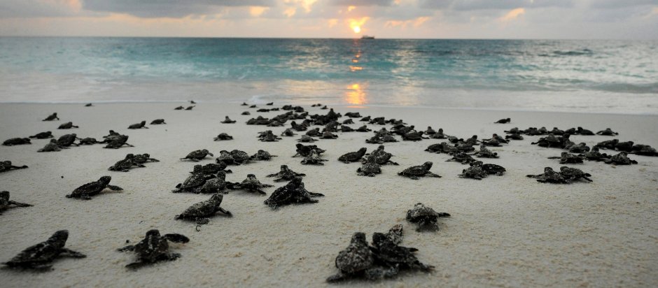 Сейшельские острова птичий остров