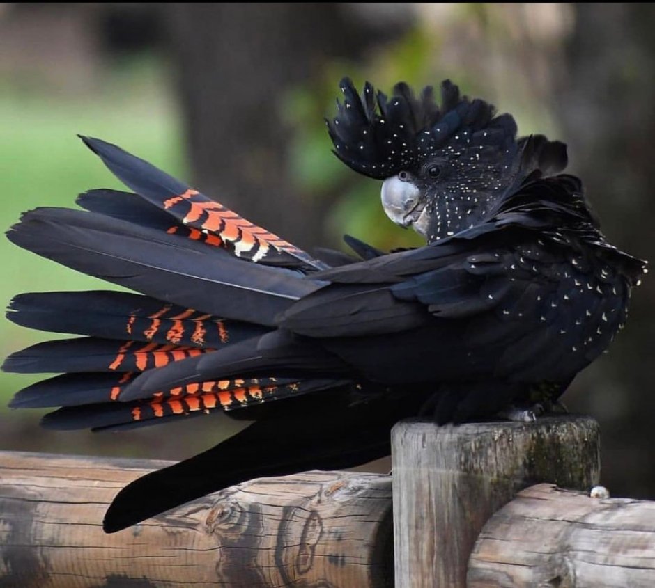 Черный Какаду Бэнкса