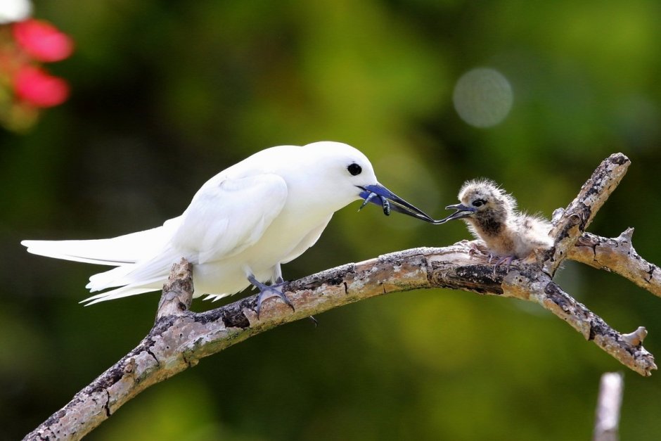 Белая крачка птица
