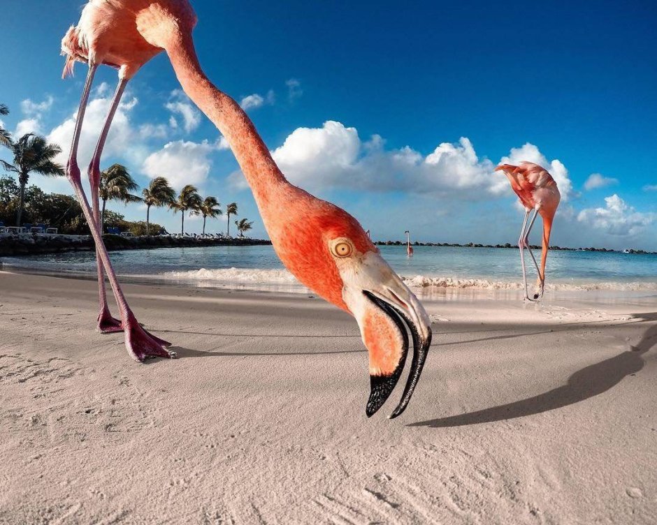 Кайо Коко Фламинго