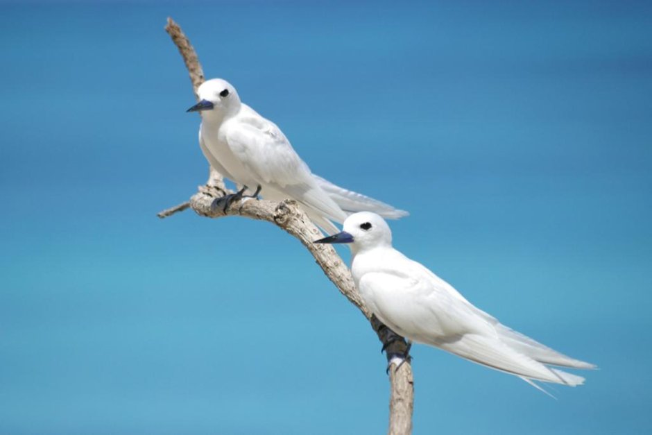 Птицы Сейшельских островов