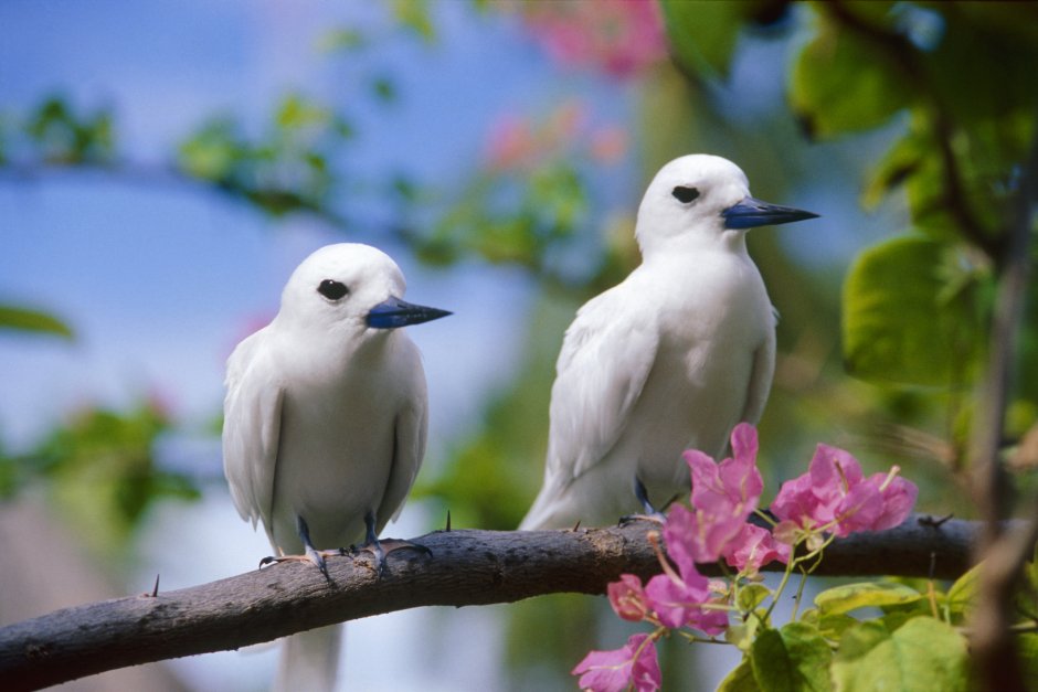 Эквадор достопримечательности Галапагосские острова