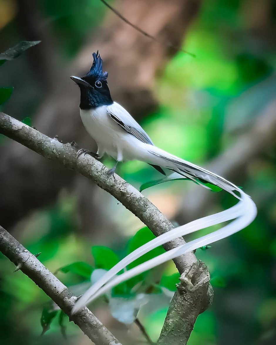 Длиннохвостая Райская мухоловка