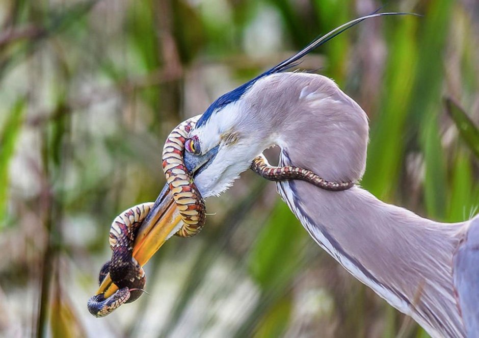 Голубая олуша