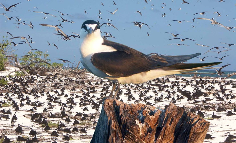 Черноклювый Тукан