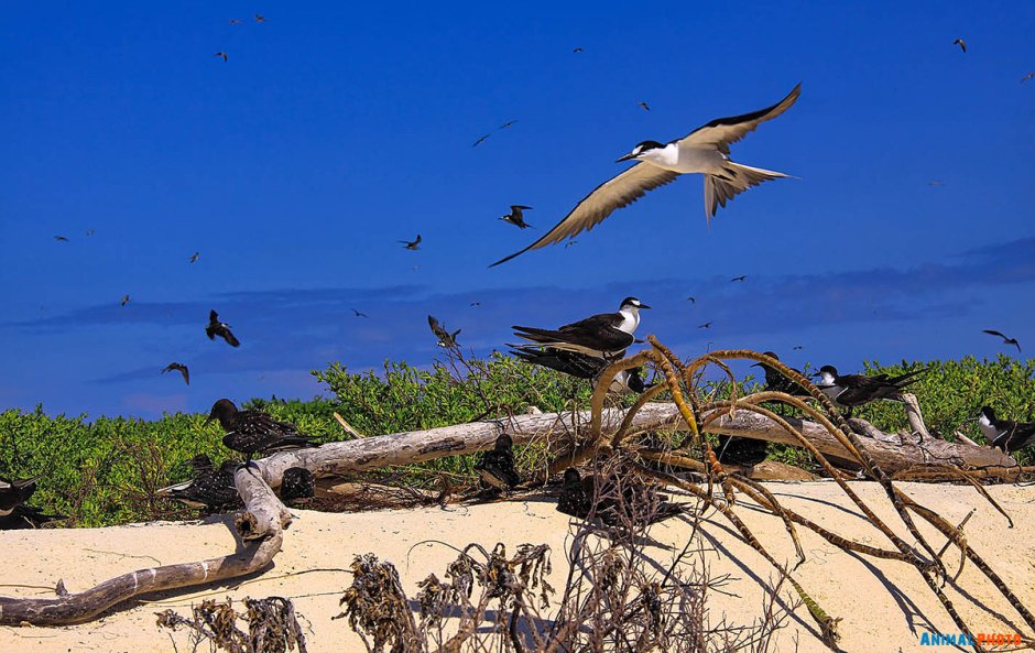 Сейшельский толстоклювый Бюль Бюль