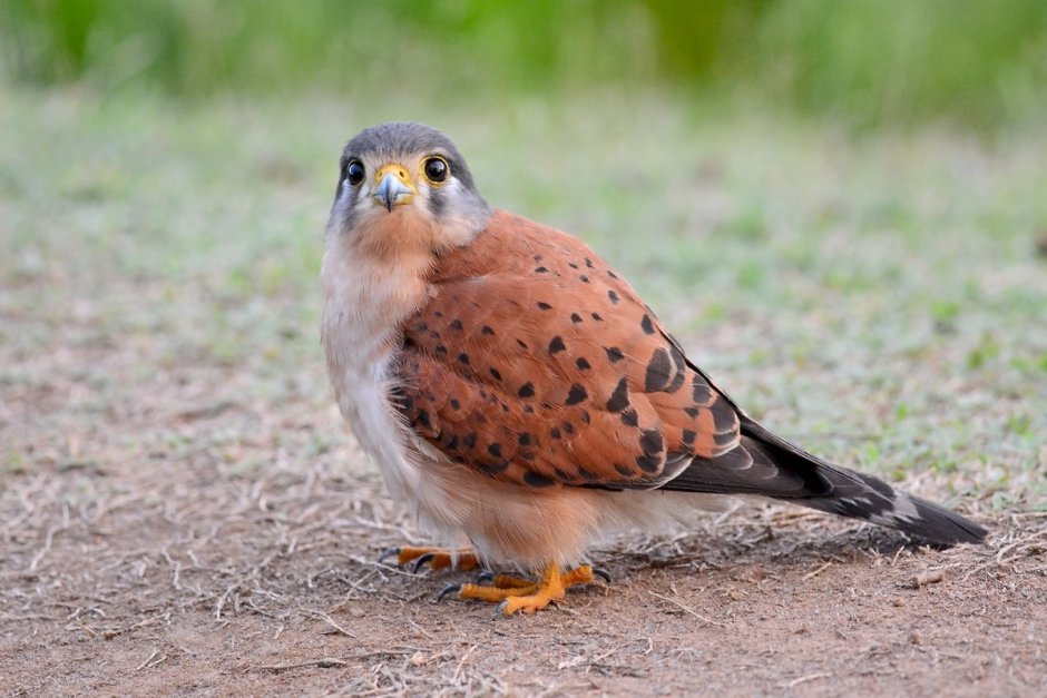 Сейшельская пустельга