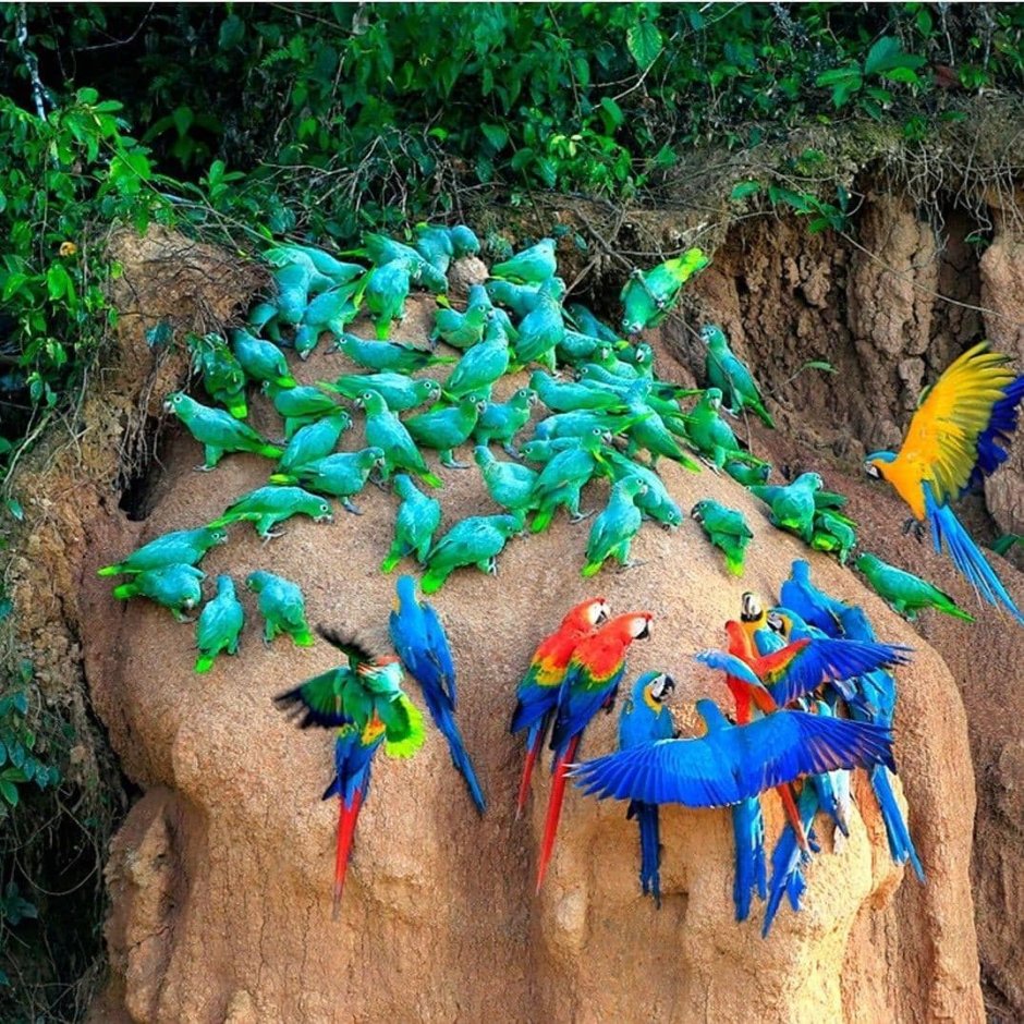 Стая попугаев ара