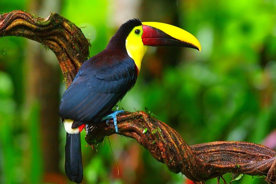 Коста Рика птичка Тукан