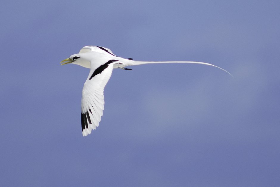 Сейшелы птицы