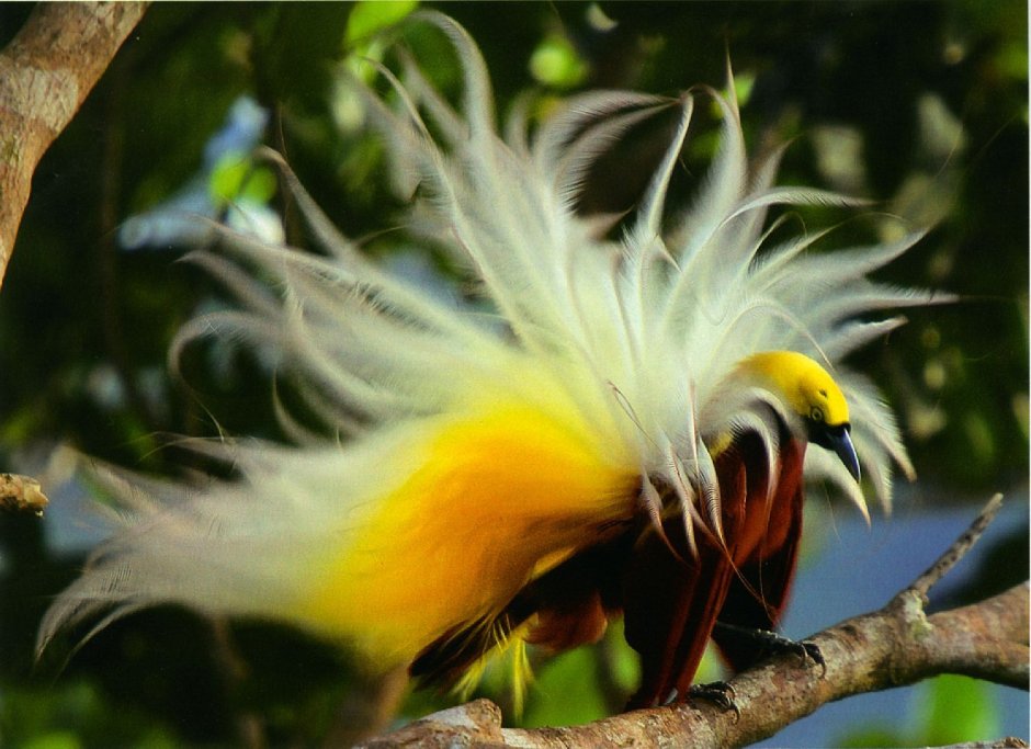 Птица бабочка Солнечная цапля