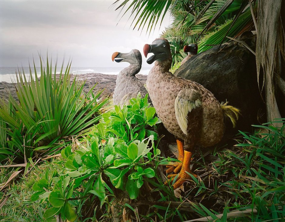 Маврикийский Дронт