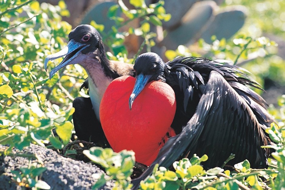 Сейшельский Фрегат птица