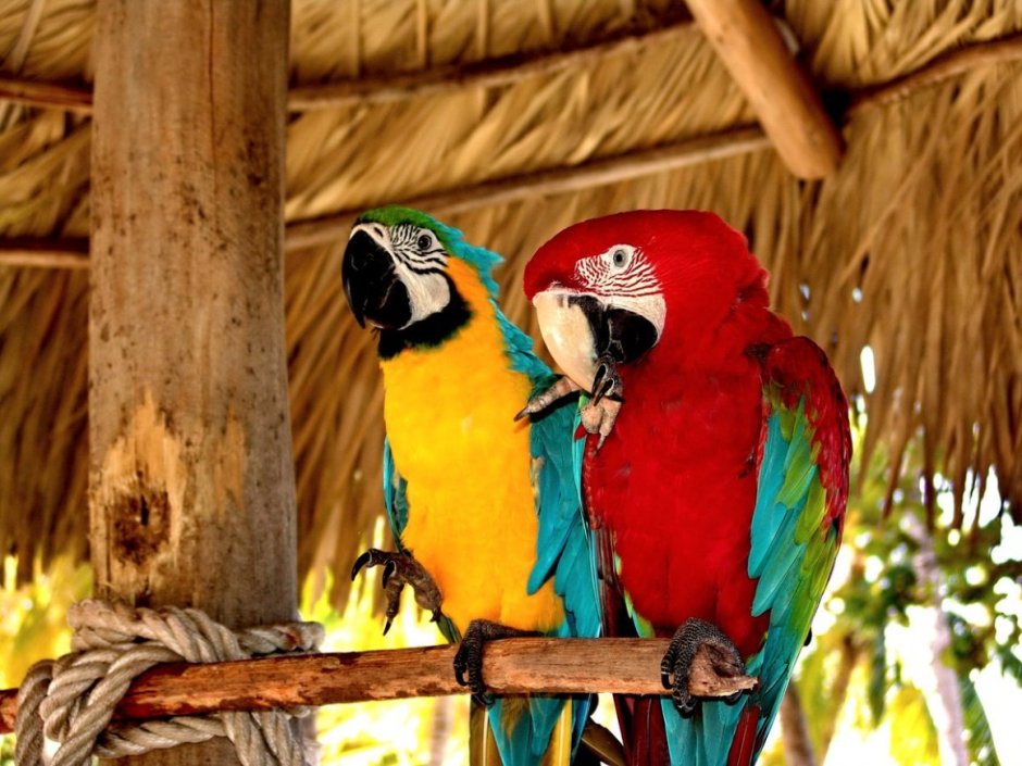 Доминикана тропики