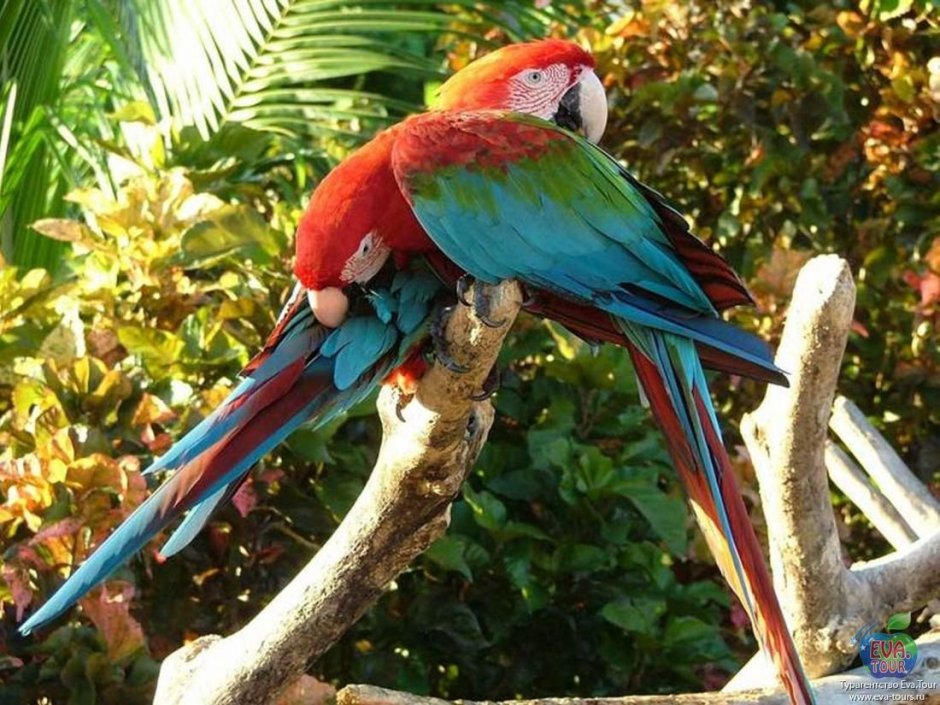 Флора и фауна Доминиканской Республики