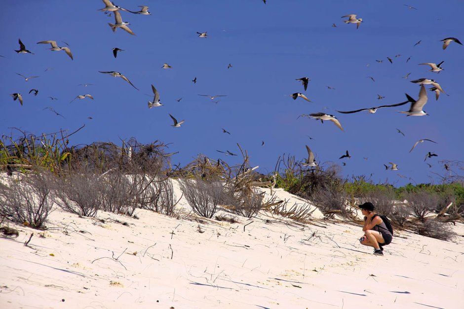 Маленькие птички на море