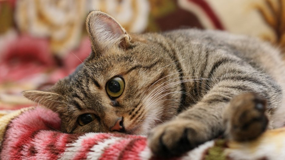 Красивые коты
