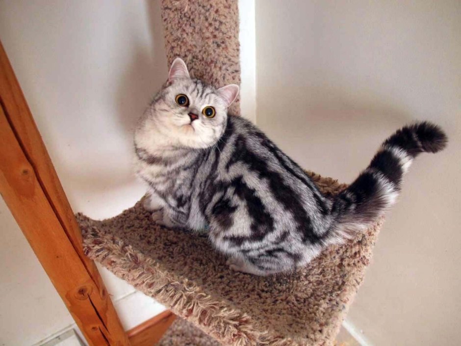 Кошка Classic tabby
