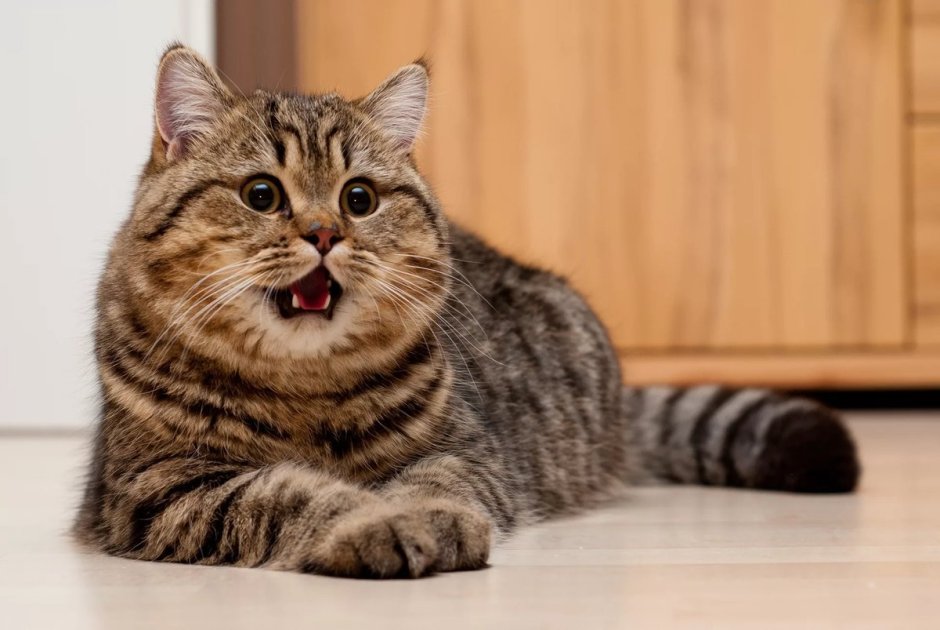 Британские коты полосатые коричневые