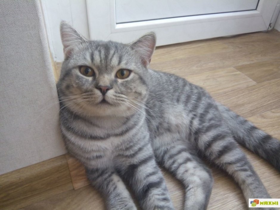 Скоттиш страйт полосатый
