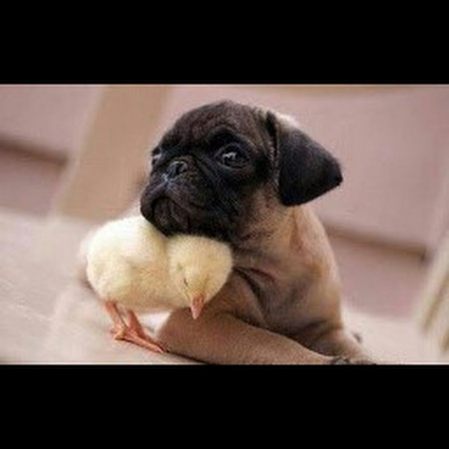 Мопсы и мопсики