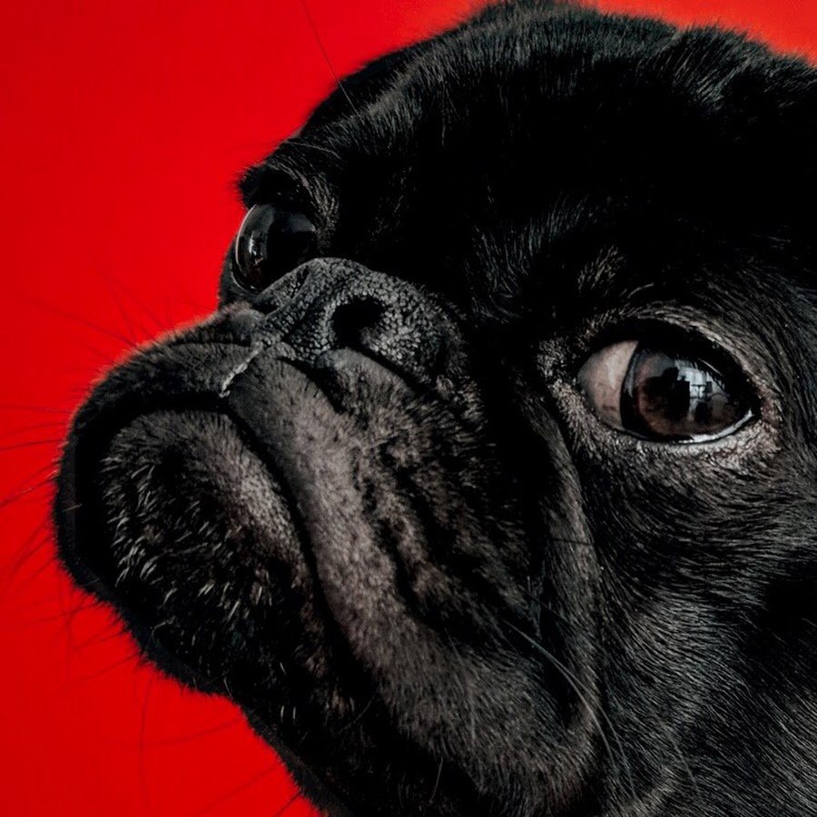 Мопс чёрный щенок