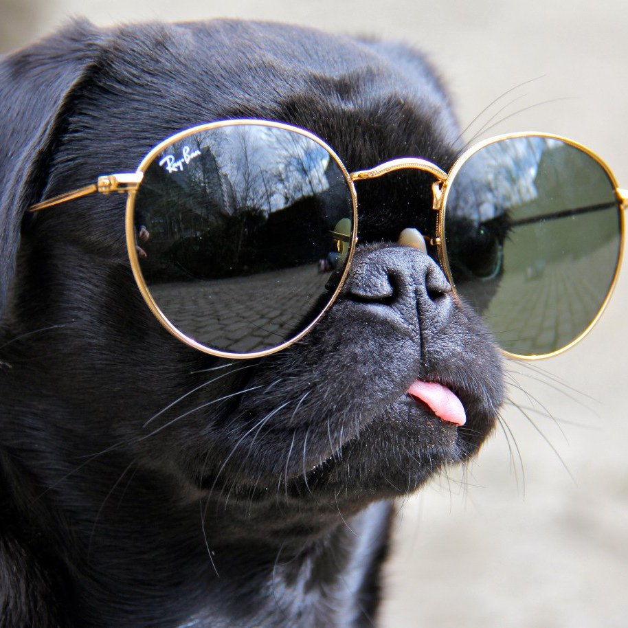 Мопс в очках