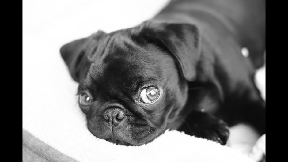 Черный мопсик милашка