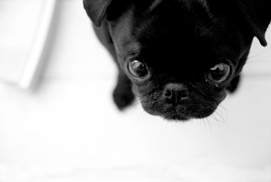 Милые мопсы черные