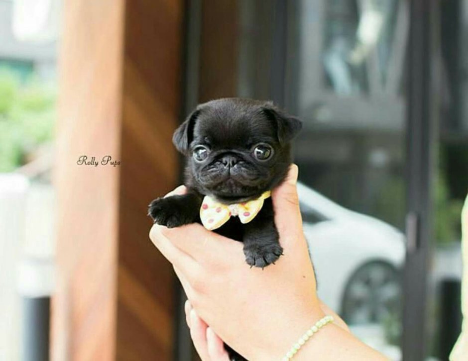 Мопс чёрный щенок