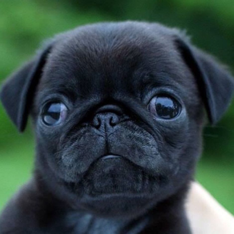 Мопс чёрный щенок милый