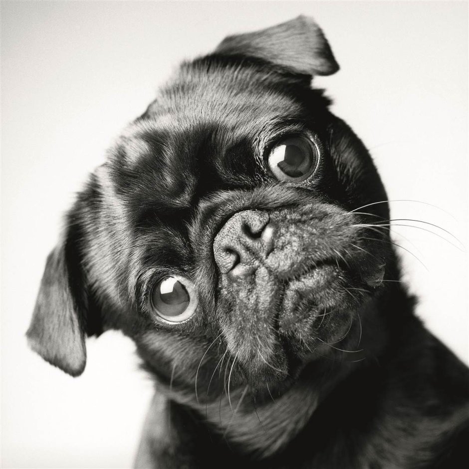 Мопс чёрный щенок