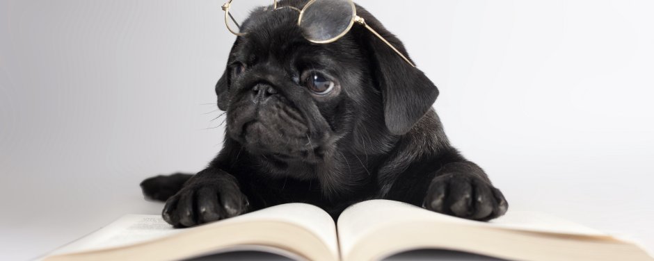 Черный Мопс на рабочий стол