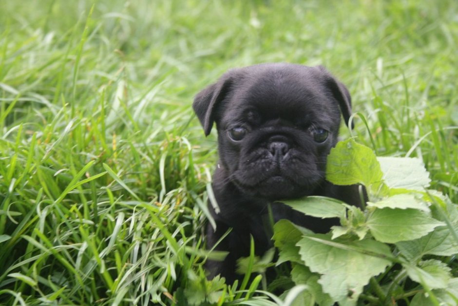 Черный Мопс с цветами