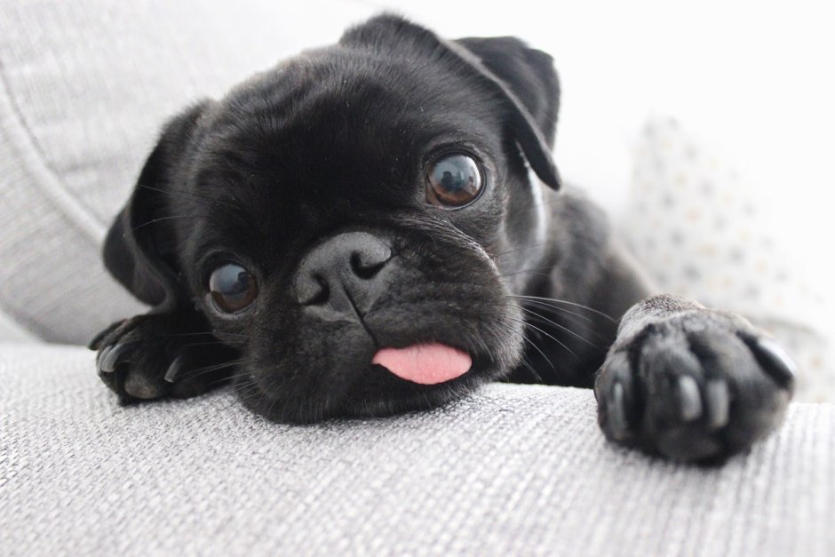 Черные мопсята