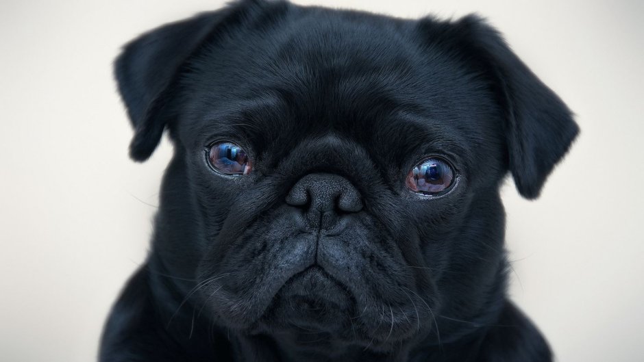 Собака Мопс черный