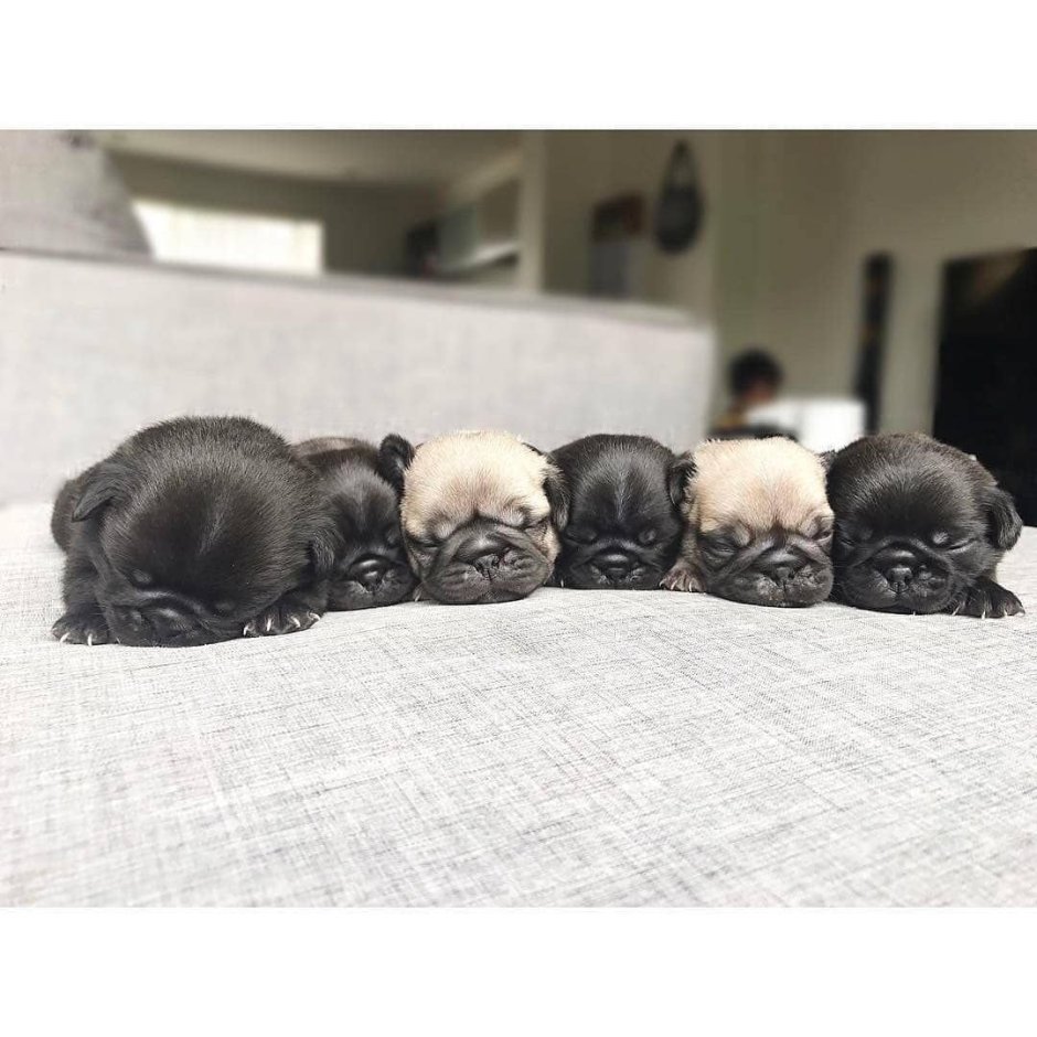 Новорожденный щенок МОПСА