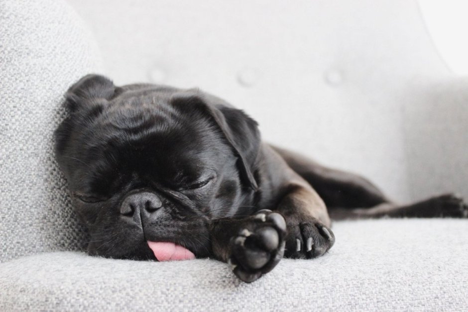 Мопс малыш черный