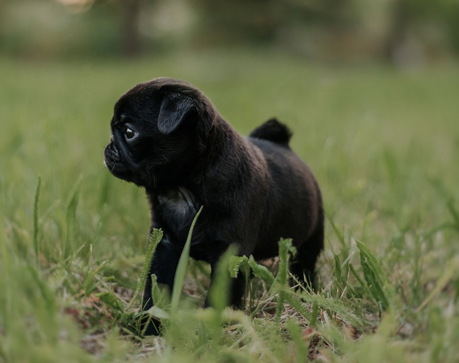 Мопс черный