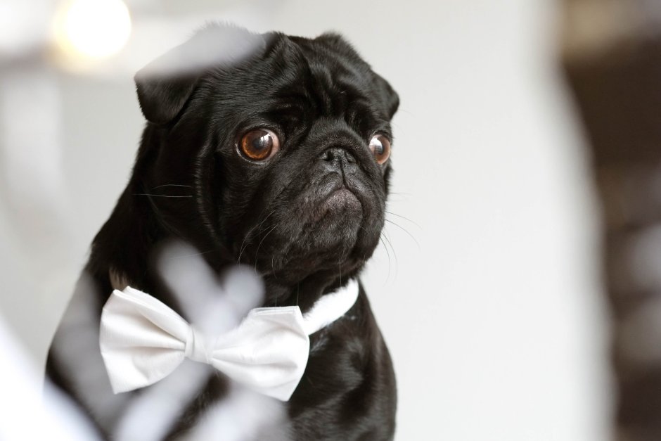 Красивый черный Мопс