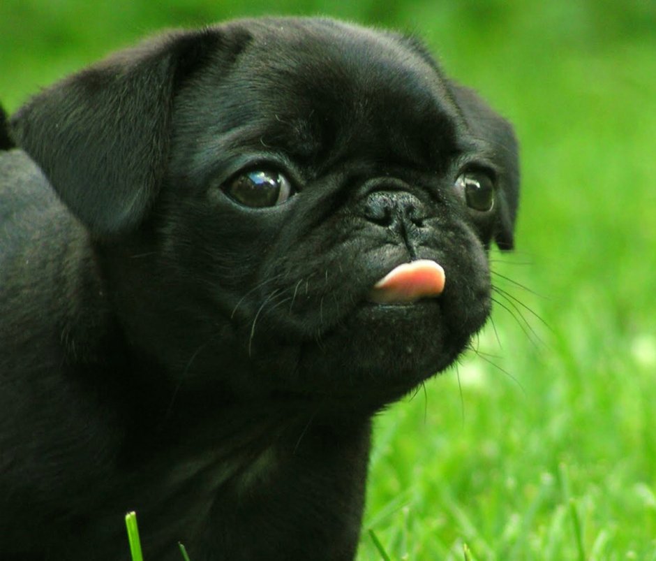 Мопс чёрный щенок