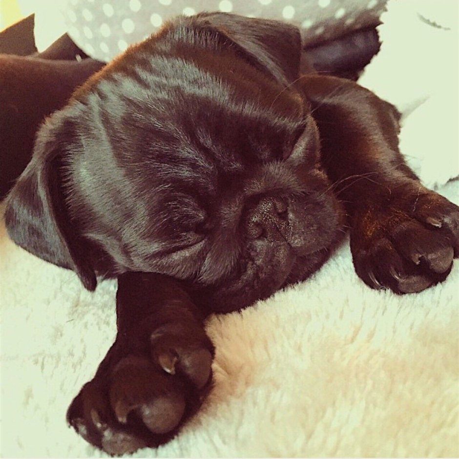 Black Pug Nala