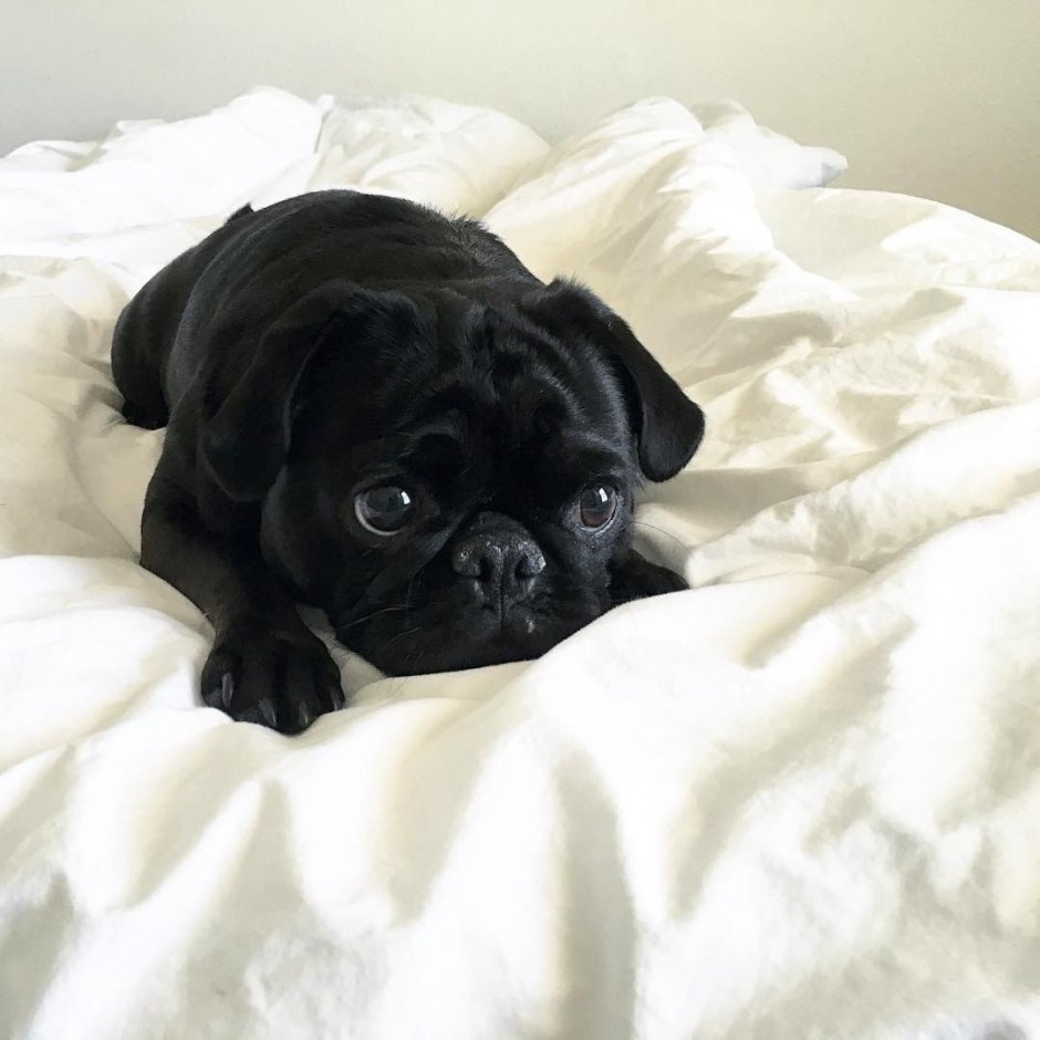 Черный Мопс в костюме