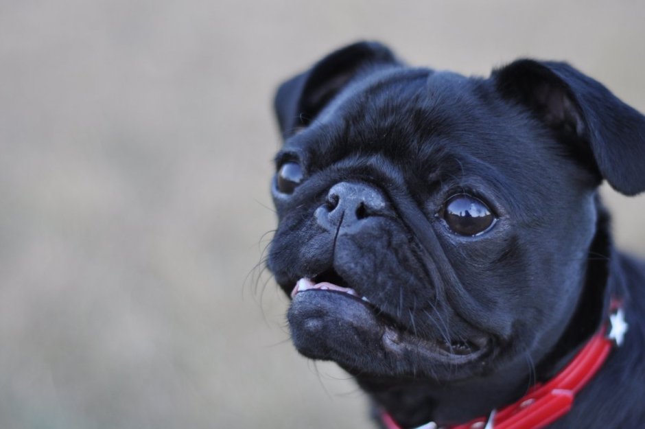 Красивый черный Мопс