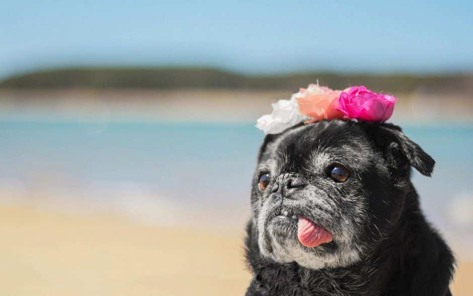 Милые мопсы черные