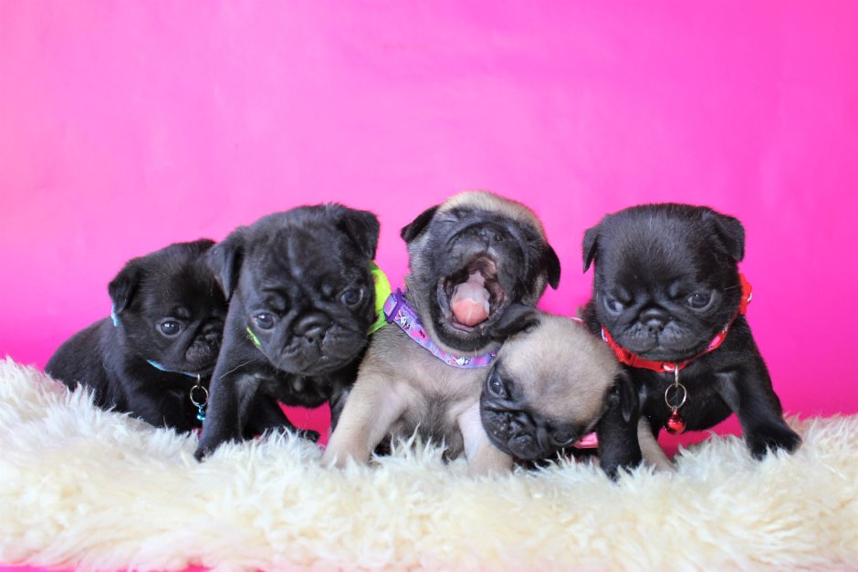 Мопс черный и бежевый