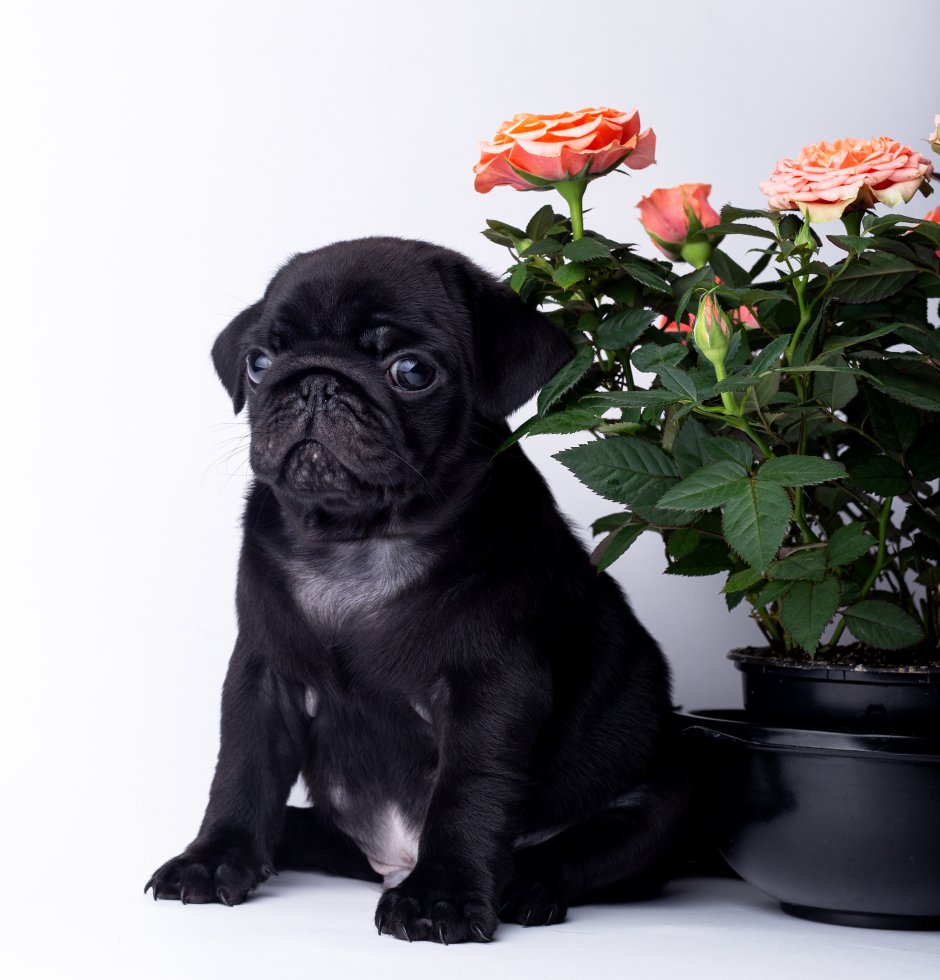 Мопс чёрный щенок