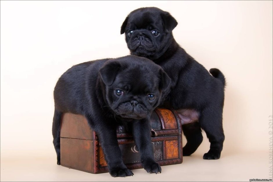 Черный Мопс на рабочий стол