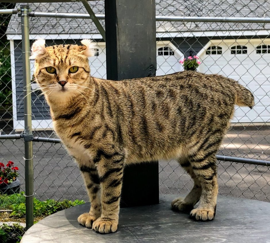 Страйд хайлендер кошка