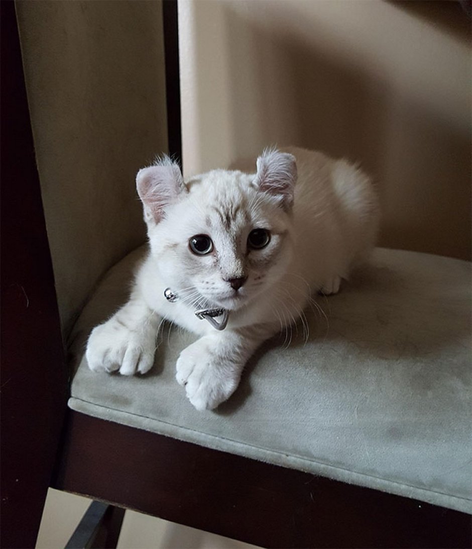 Хайленд Линкс котенок